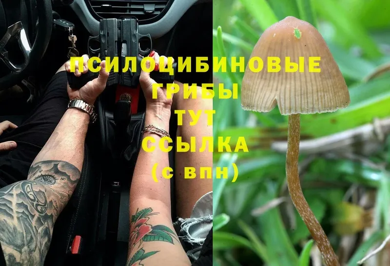 Псилоцибиновые грибы Cubensis  Арск 